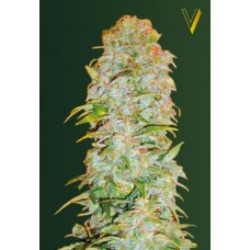 Семена конопли Auto AK-77V (Auto AK-47V) Автофеминизированные Victory seeds